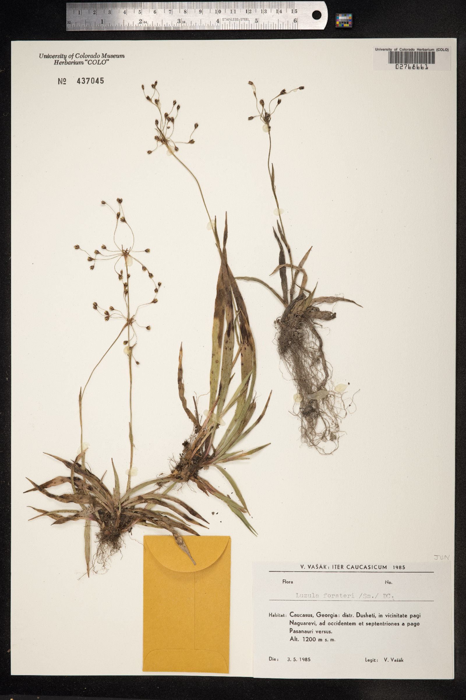 Luzula forsteri image