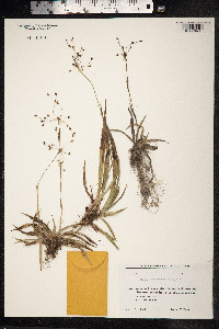 Luzula forsteri image