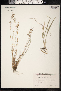 Luzula forsteri image