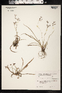 Luzula forsteri image