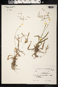 Luzula forsteri image