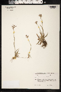 Luzula forsteri image