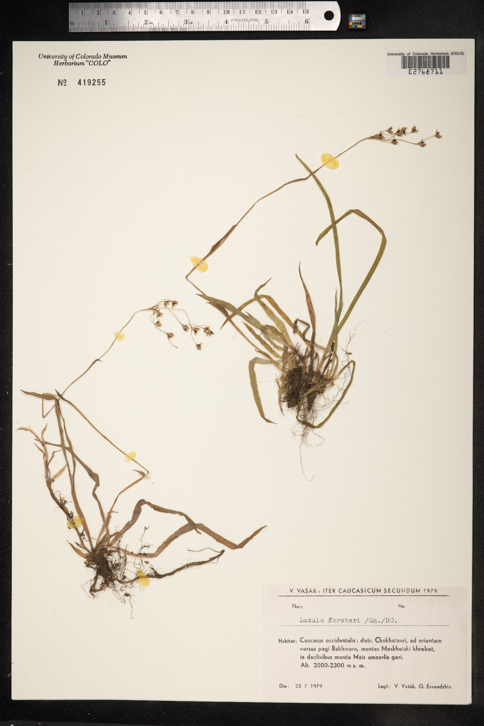 Luzula forsteri image