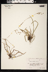Luzula forsteri image