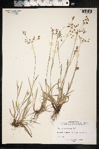 Luzula forsteri image