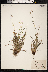 Luzula forsteri image