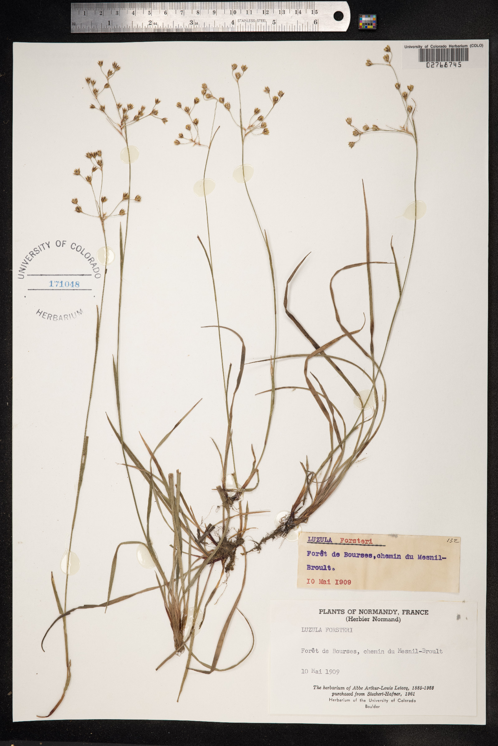 Luzula forsteri image