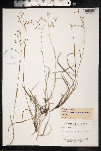 Luzula forsteri image