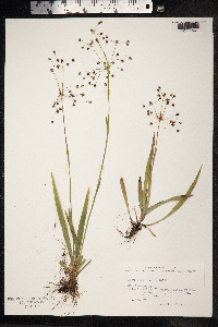 Luzula pilosa image