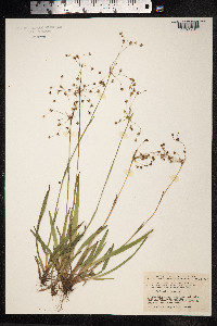 Luzula pilosa image