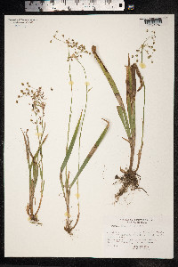 Luzula pilosa image