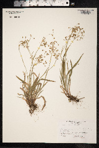 Luzula pilosa image