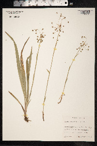 Luzula pilosa image