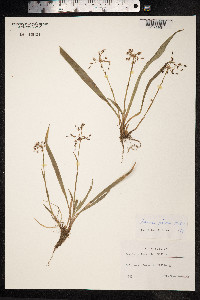 Luzula pilosa image