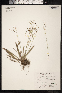 Luzula pilosa image