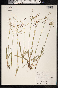 Luzula pilosa image