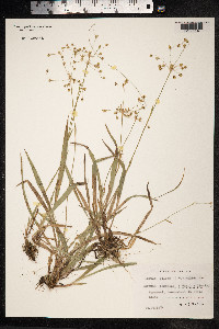 Luzula pilosa image