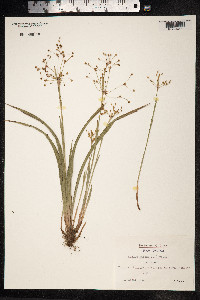 Luzula pilosa image