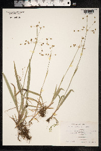 Luzula pilosa image