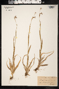 Luzula parviflora image