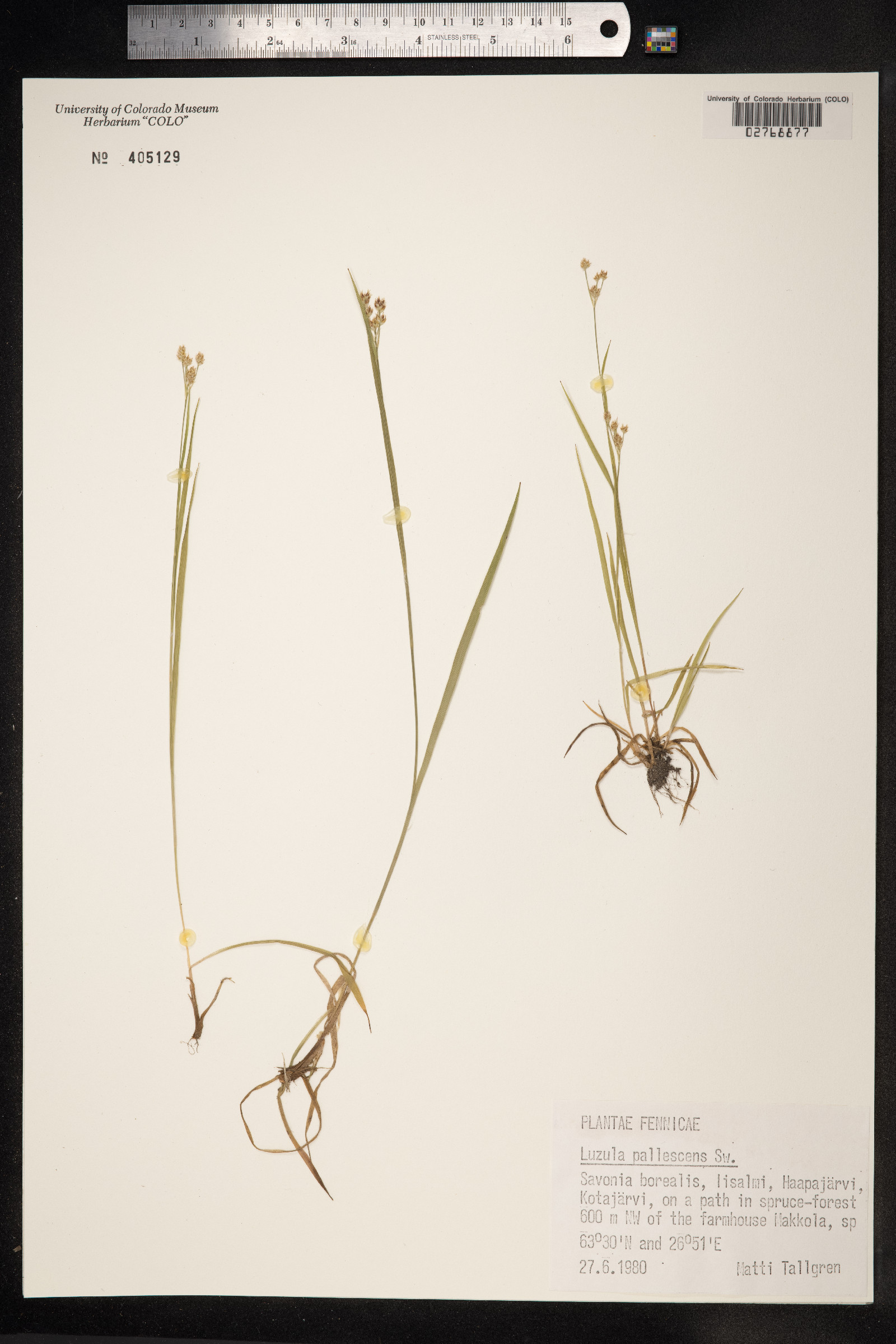 Luzula parviflora image