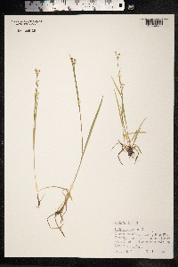 Luzula parviflora image