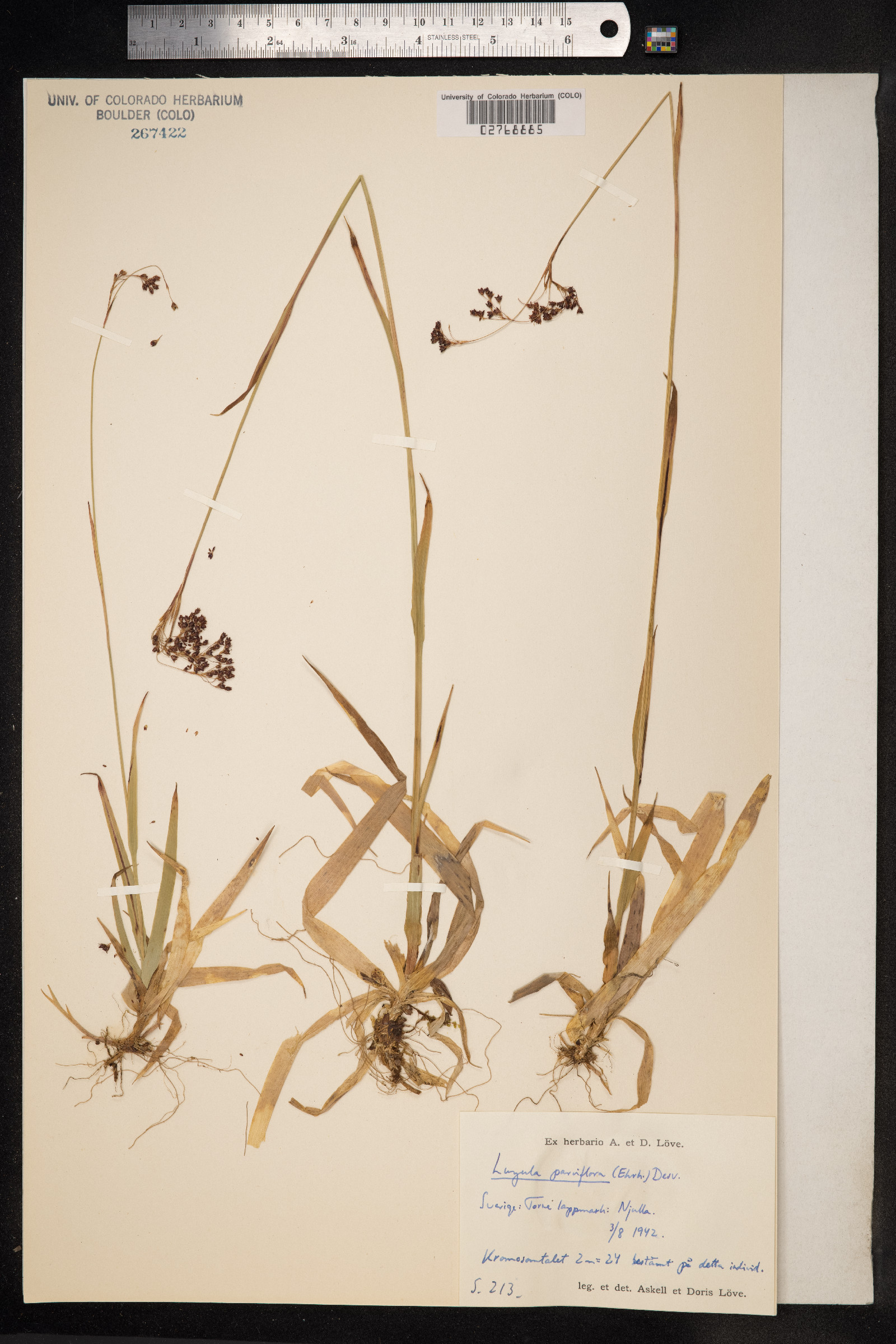 Luzula parviflora image