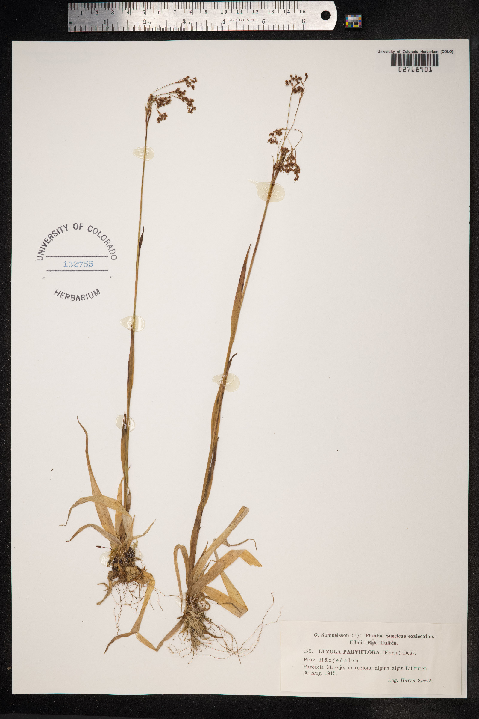 Luzula parviflora image