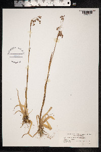Luzula parviflora image