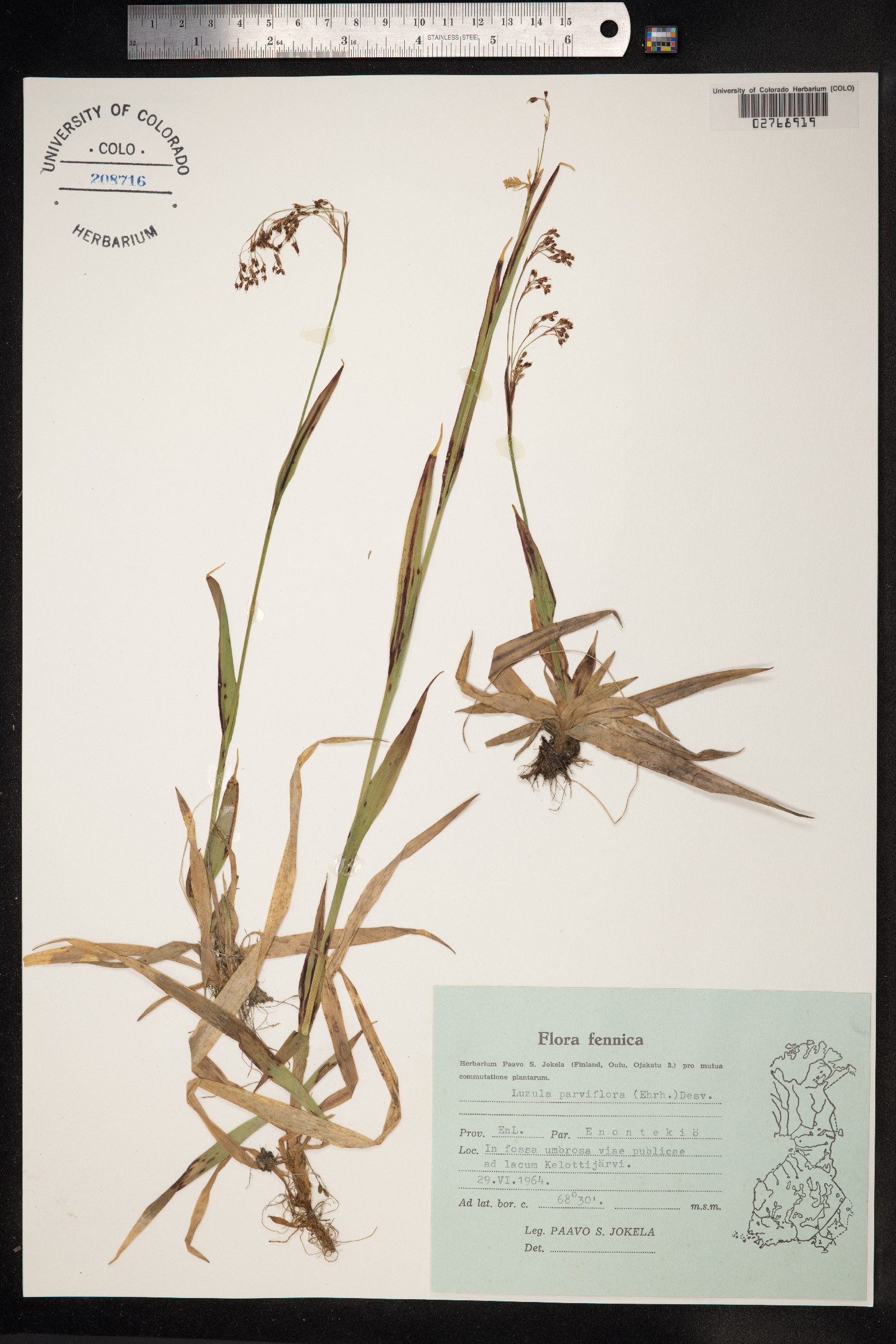 Luzula parviflora image