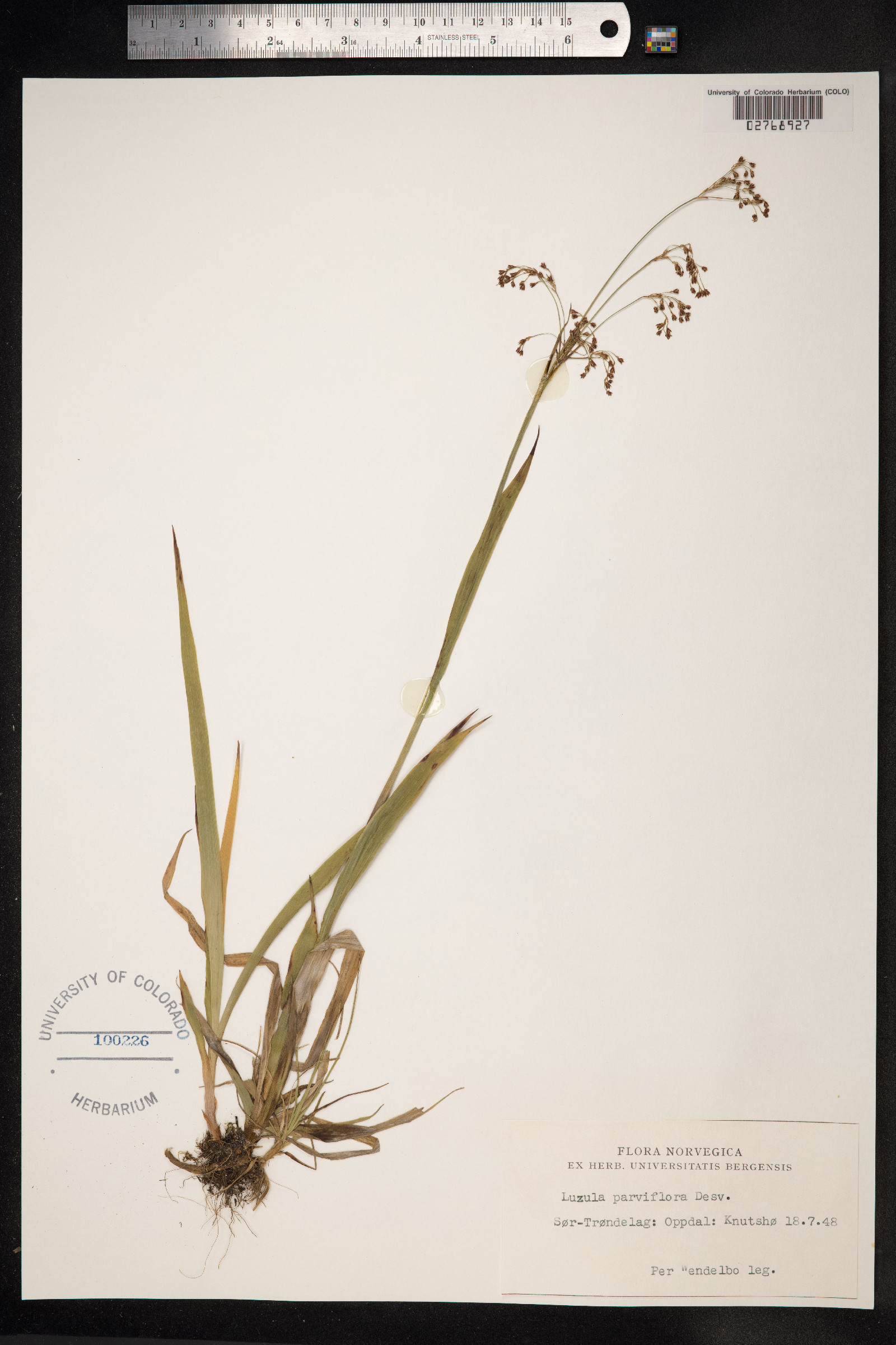 Luzula parviflora image