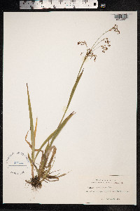 Luzula parviflora image