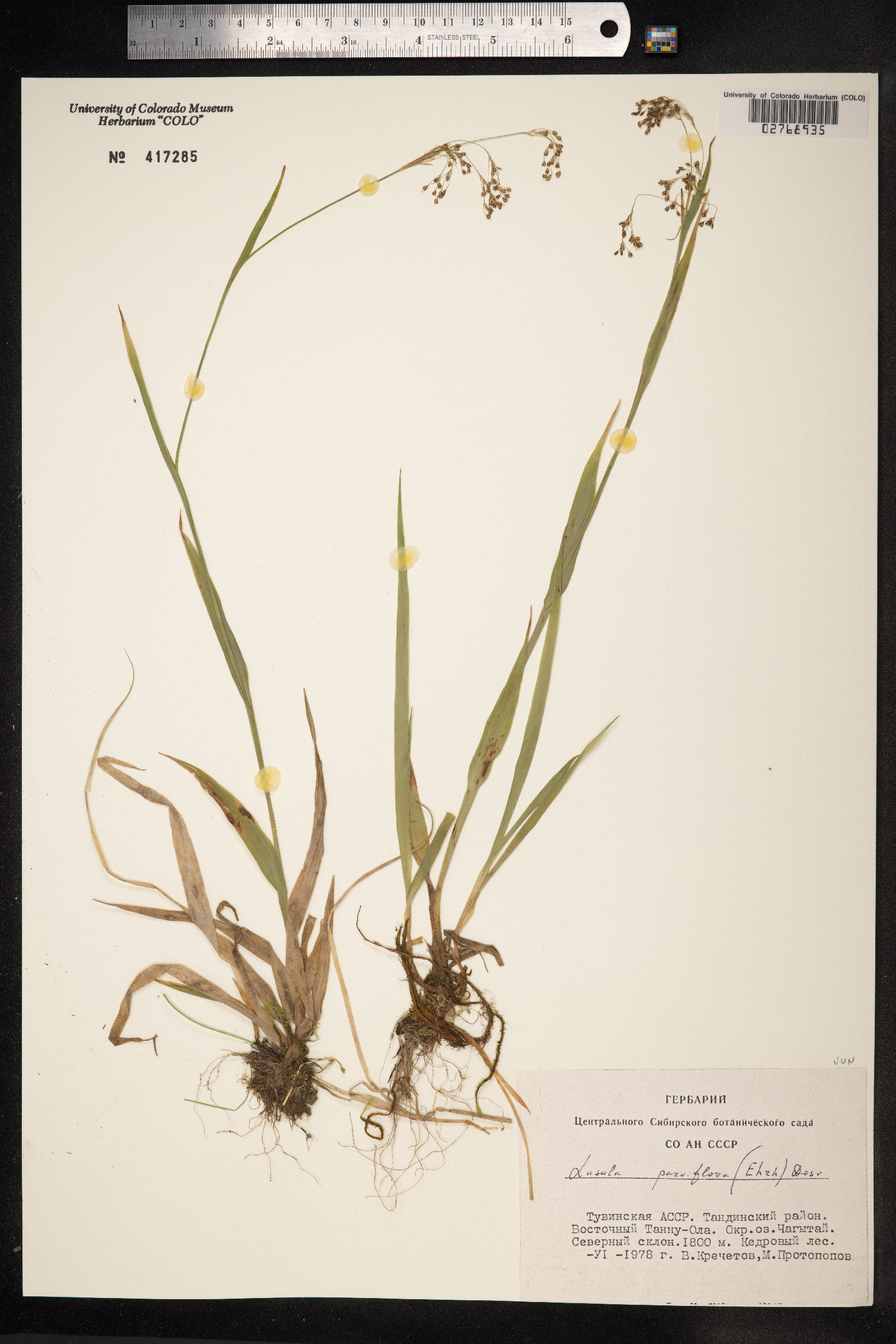 Luzula parviflora image