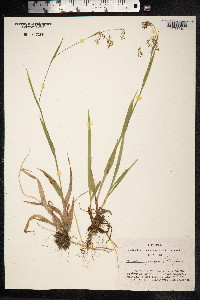 Luzula parviflora image