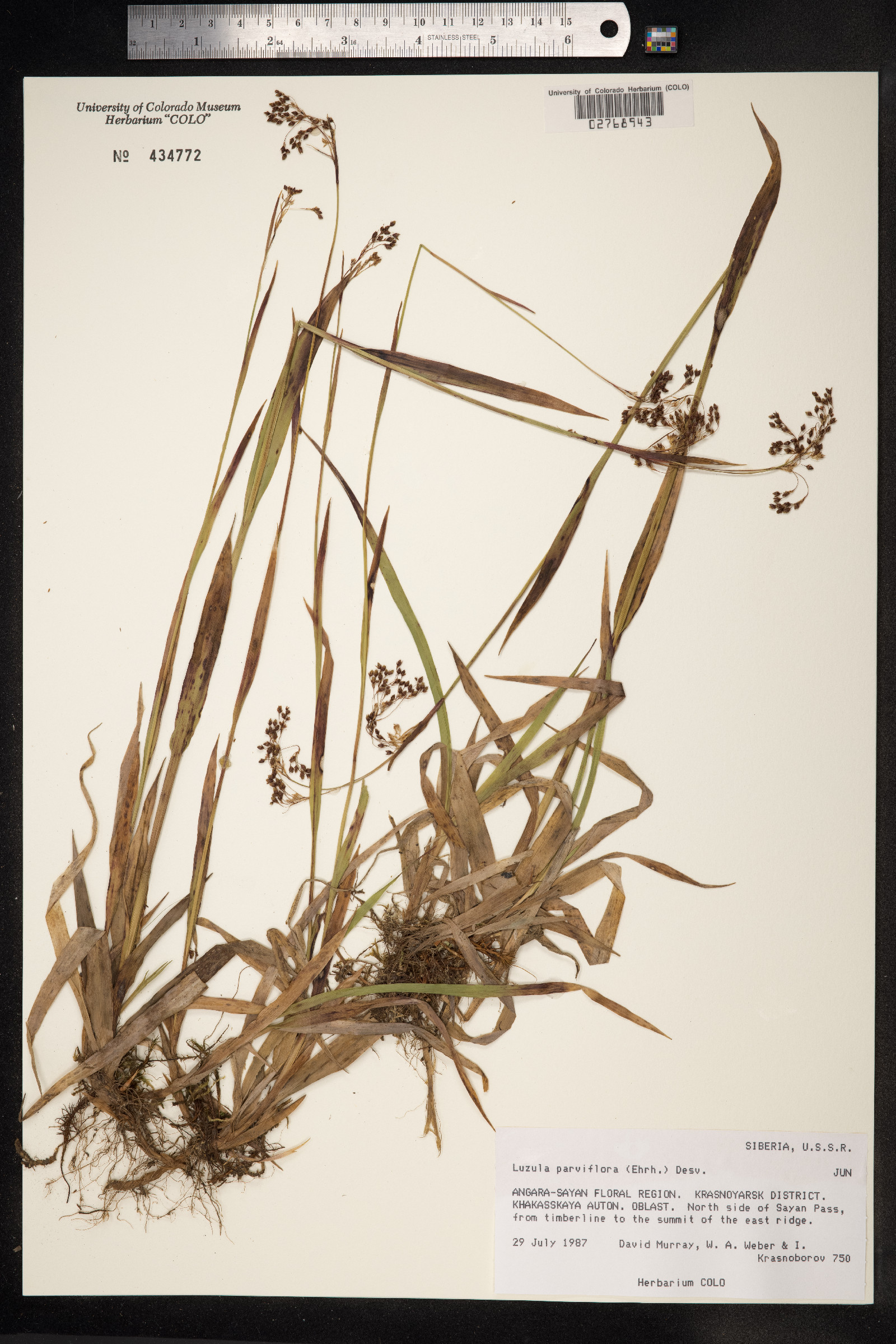 Luzula parviflora image