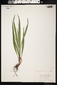 Luzula pilosa image