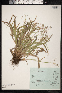 Luzula pilosa image