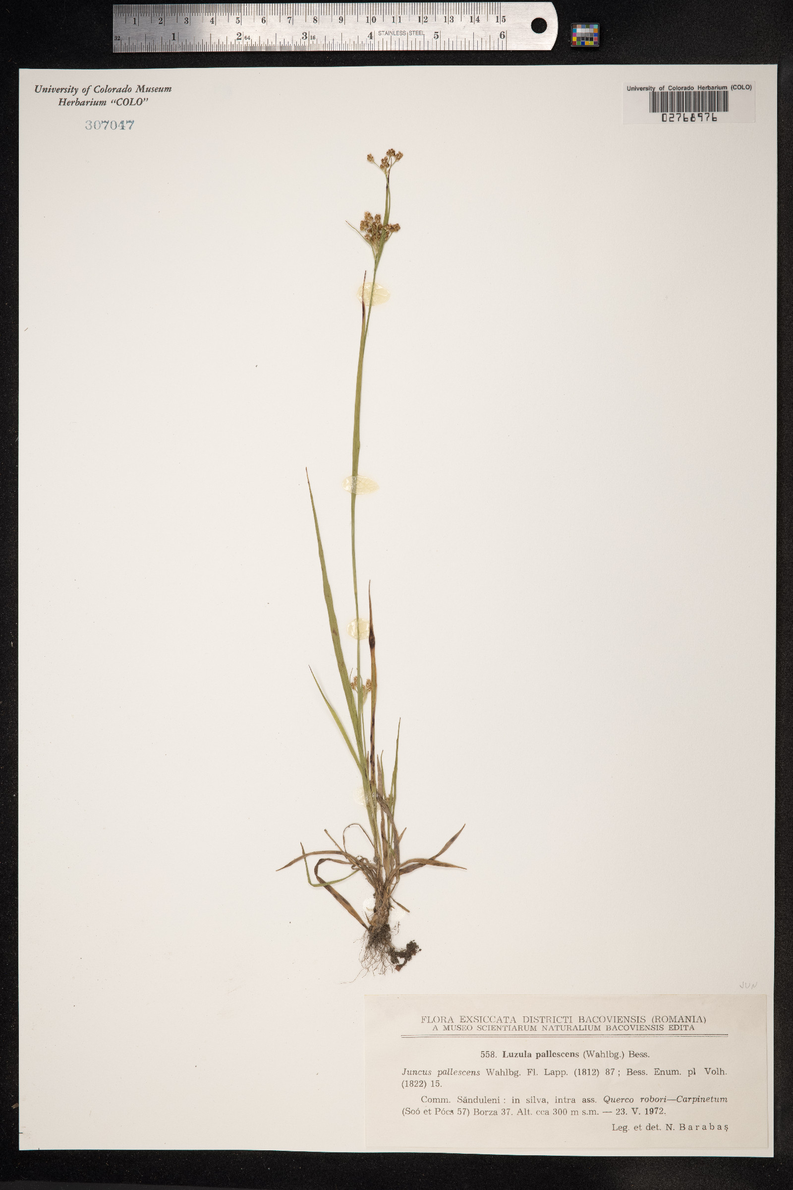 Luzula pallescens image