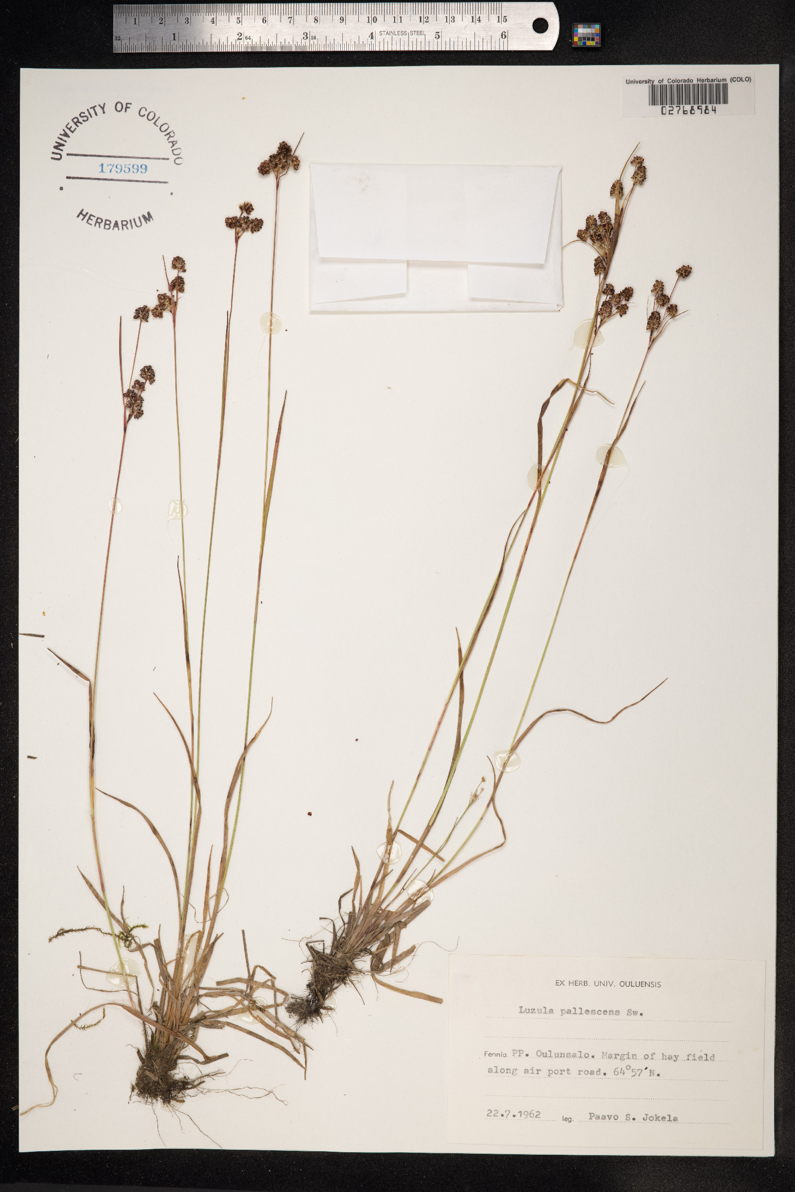 Luzula pallescens image