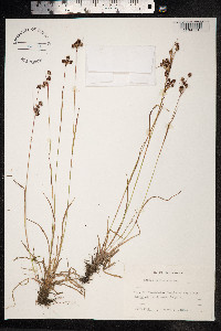 Luzula pallescens image