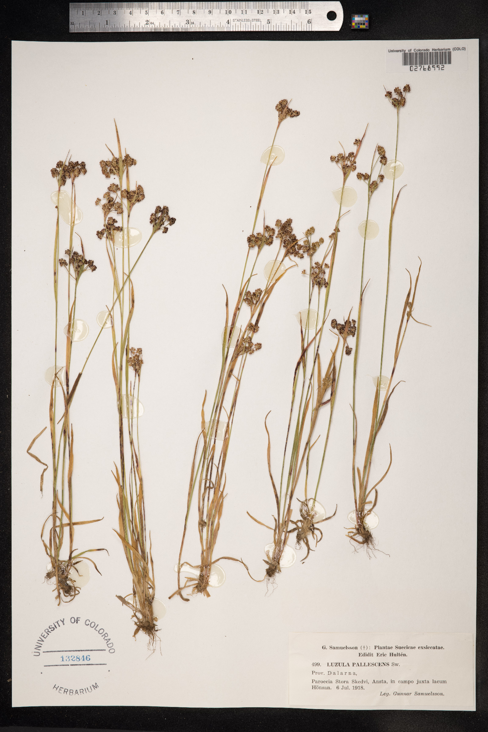 Luzula pallescens image