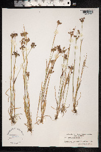 Luzula pallescens image