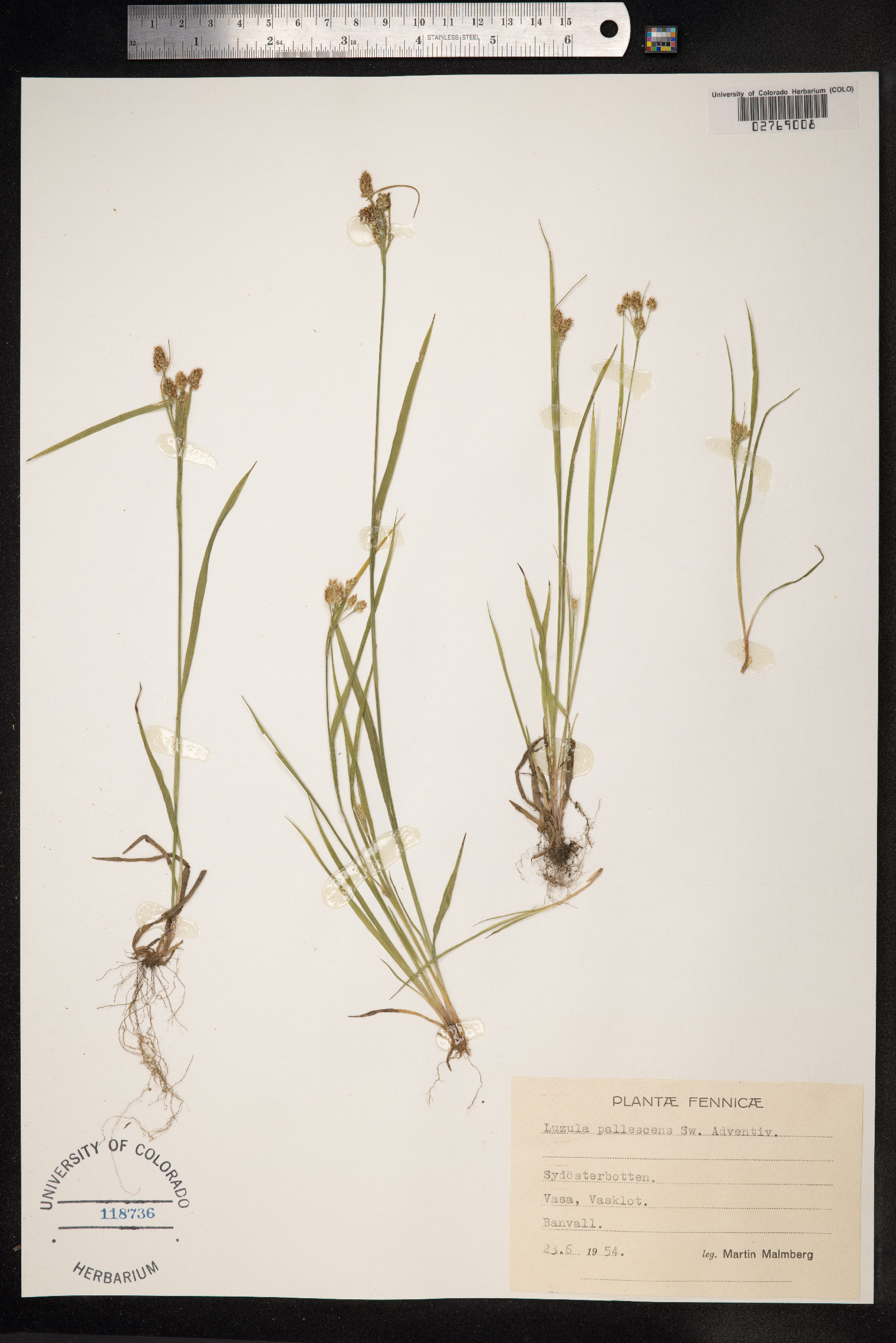 Luzula pallescens image