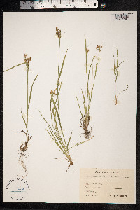 Luzula pallescens image