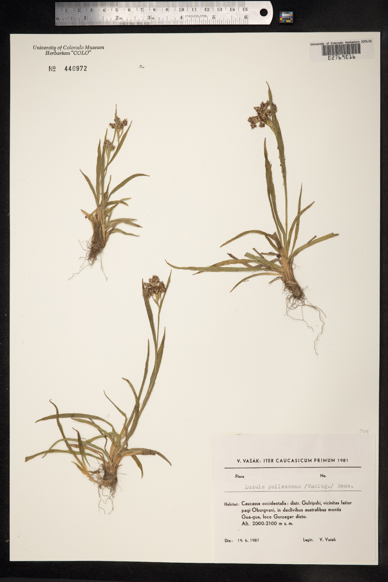 Luzula pallescens image