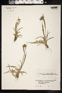 Luzula pallescens image