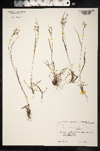 Luzula pallescens image