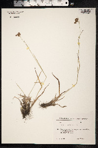 Luzula pallescens image