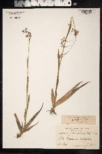 Luzula parviflora image