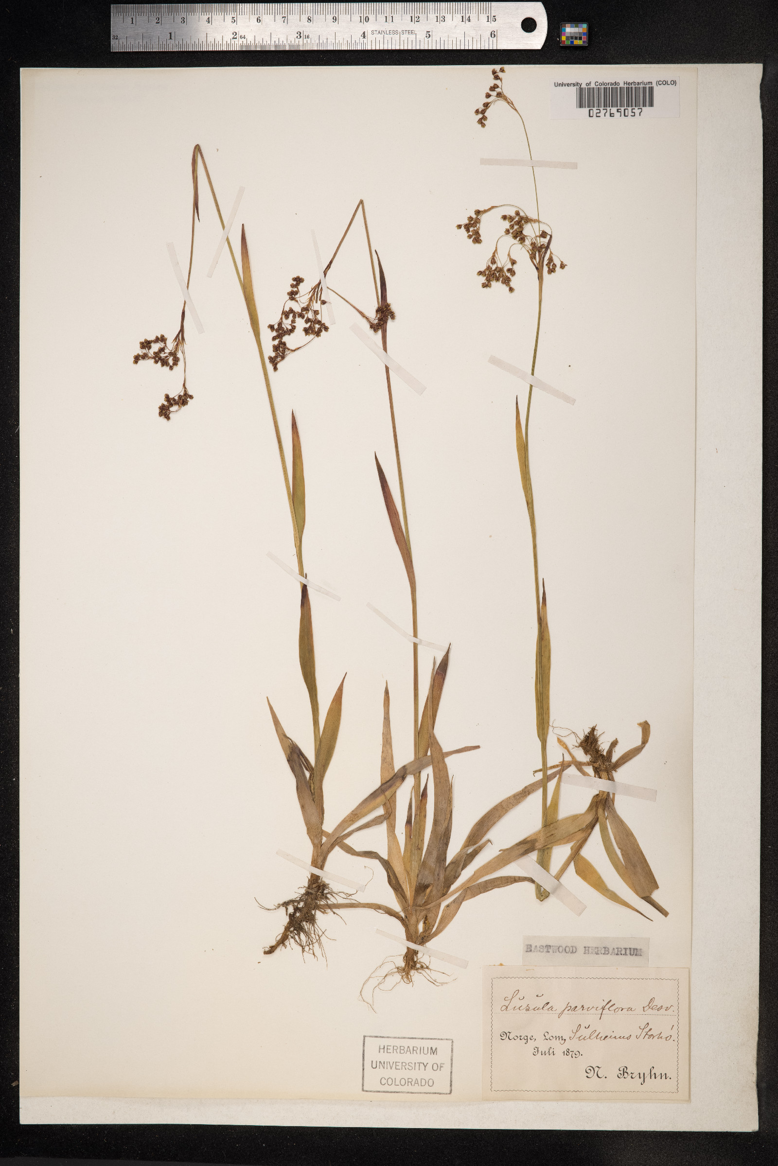 Luzula parviflora image